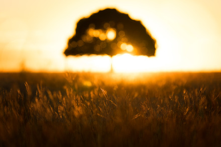 Tree of life containing agriculture, blur, and bokeh