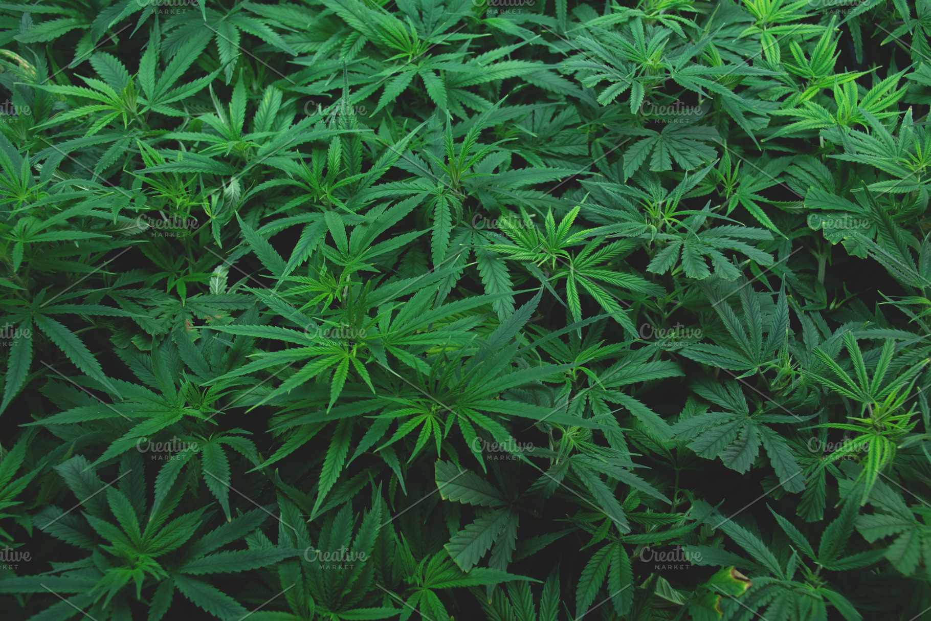 Hemp-Cannabis Clones, a Nature Photo by WaywardOcean
