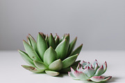 Succulent mini bundle featuring succulent, fresh, and green, an Arts & Entertainment Photo by Light & Grace (Thumbnail 3 of 4)