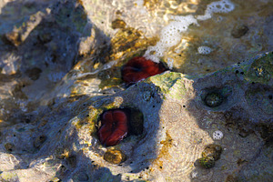 Closed plum anemone, beadlet anemone or red sea, a Nature Photo by Bepslabor