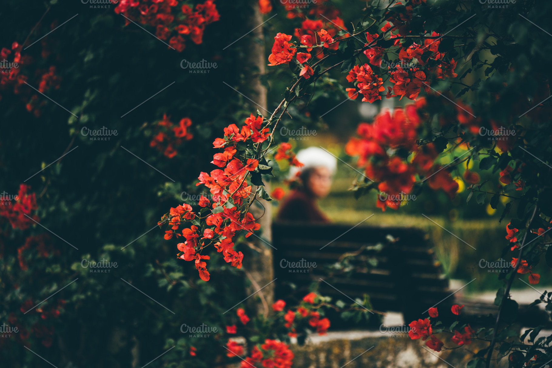 Red bougainvillea, soft bokeh mood, a Person Photo by SkyNext