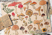 WATERCOLOR MUSHROOMS SET. vol1., an Animal Illustration by Krapio (Thumbnail 1 of 4)