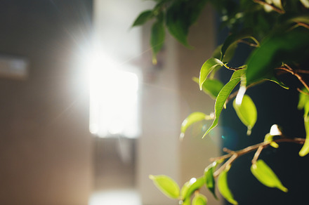 Flowerpot leaves and rays of the sun, an Architecture Photo by Lenor4ik