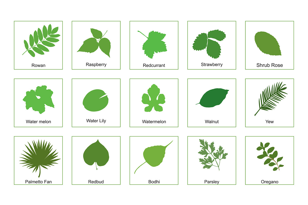 81 Leaves with their names, an Illustration by Nick Novell (Photo 4 of 6)