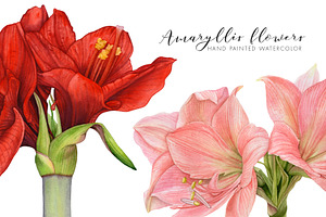 Amaryllis Flowers