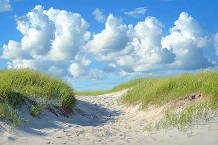 Sandy beach pathway through grass co, a Photo by Iftikhar Alam