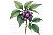 Deadly Nightshade Studies, a Decorative Illustration by Bloom Craft Creations (Thumbnail 8 of 12)