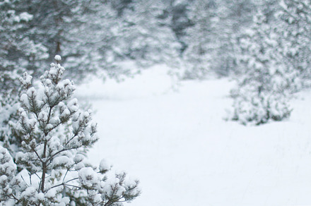 Winter forest snow photo background