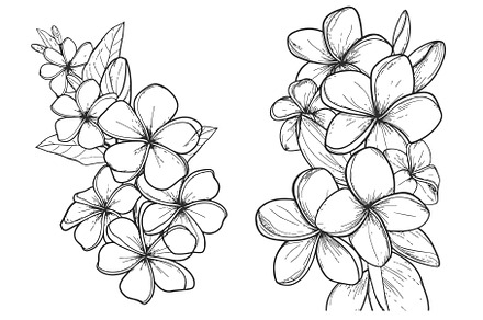 Plumeria flowers in continuous line, an Object Illustration by ZinetroN