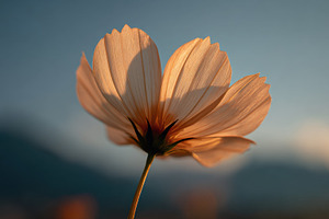 Sunlit flowers bloom on peaks, a Photo by Beautiful things