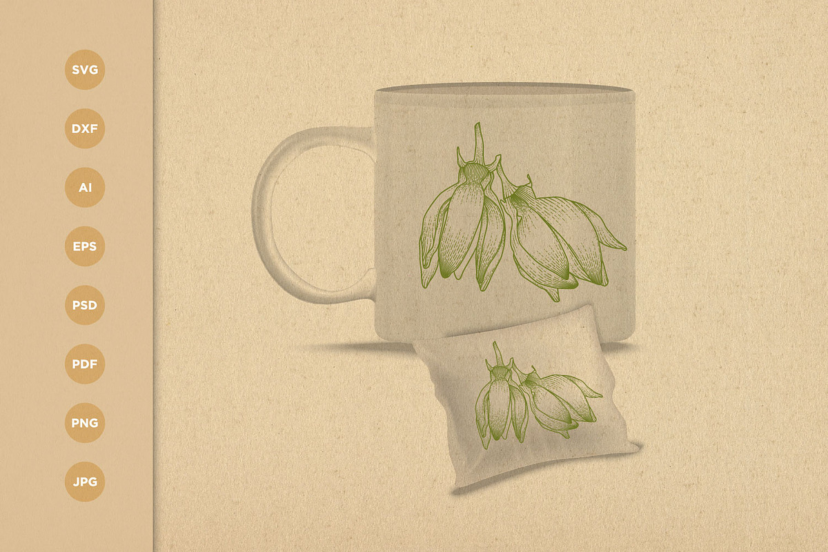 Ylang Ylang flower engraving style, a Healthcare Illustration by vectorartificer (Photo 3 of 5)
