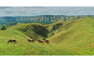 Wild horses grazing on green hills