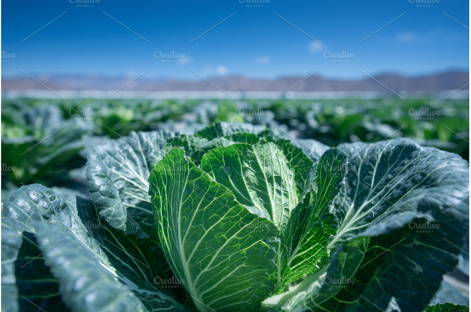 California farmland is home to a, a Nature Photo by ZinetroN