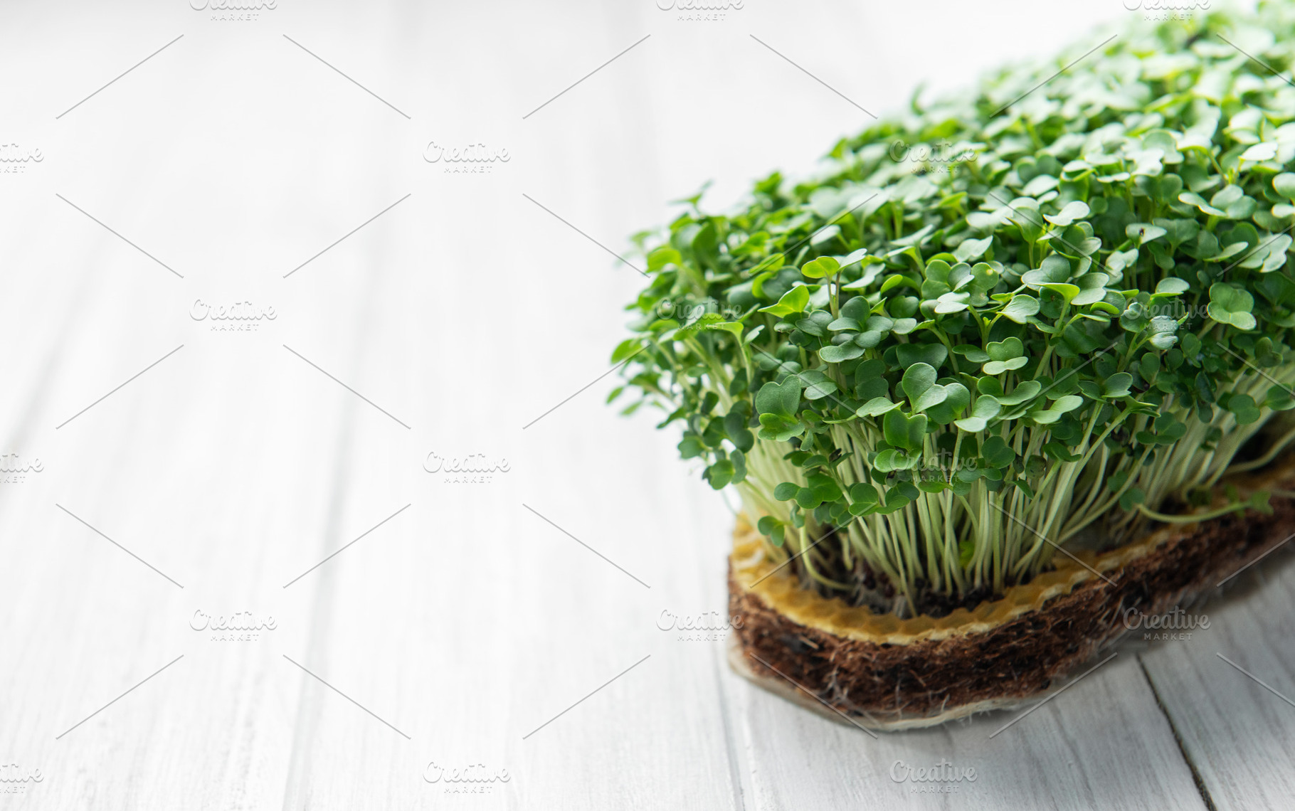Fresh microgreens growing on a substrate healthy food concept, a Food & Drink Photo by Olena Rudo