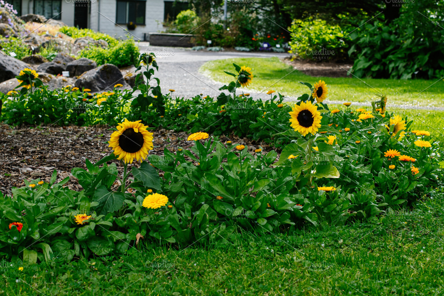 Garden with sunflowers and vibrant flowers in Reykjavik, Iceland during summer, a Photo by AS photostudio