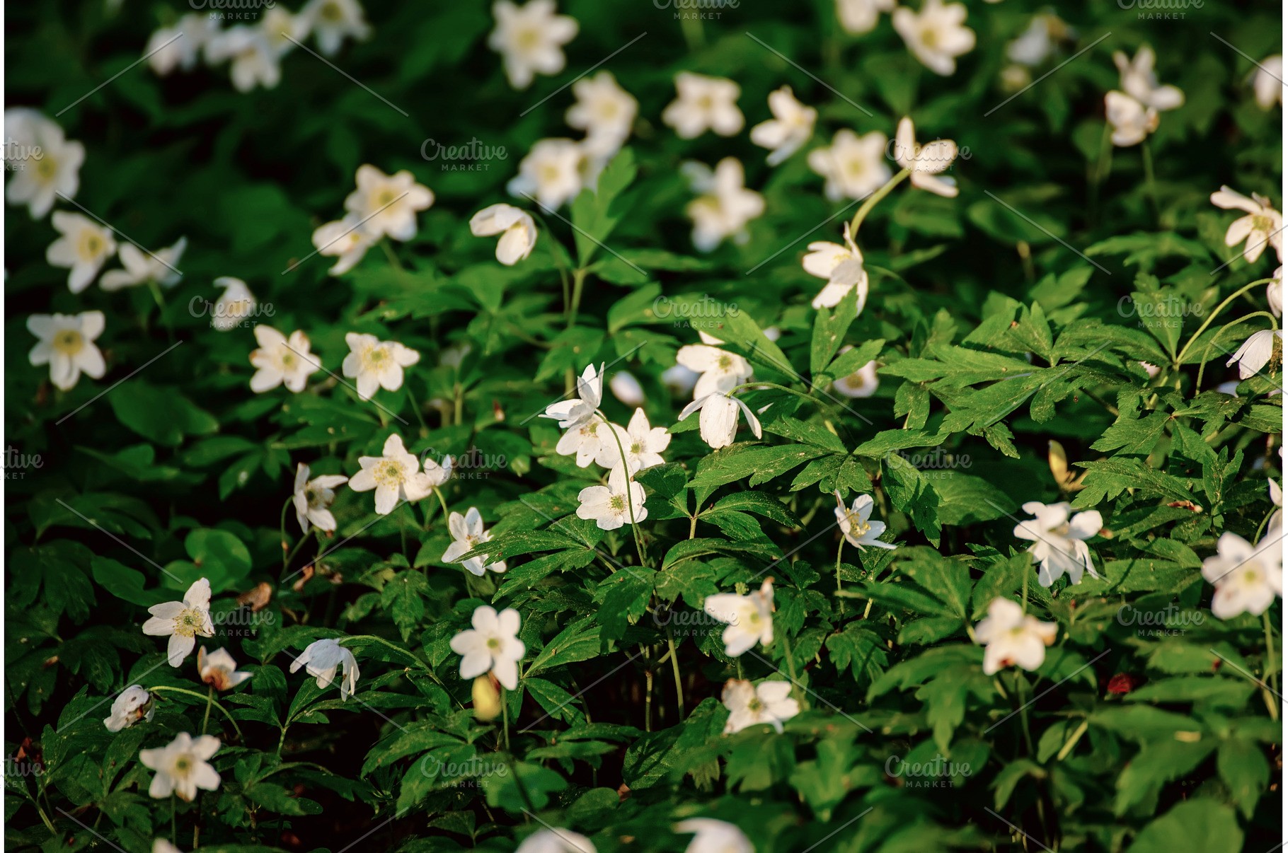 White anemone flowers growing in, a Nature Photo by Nature and travel