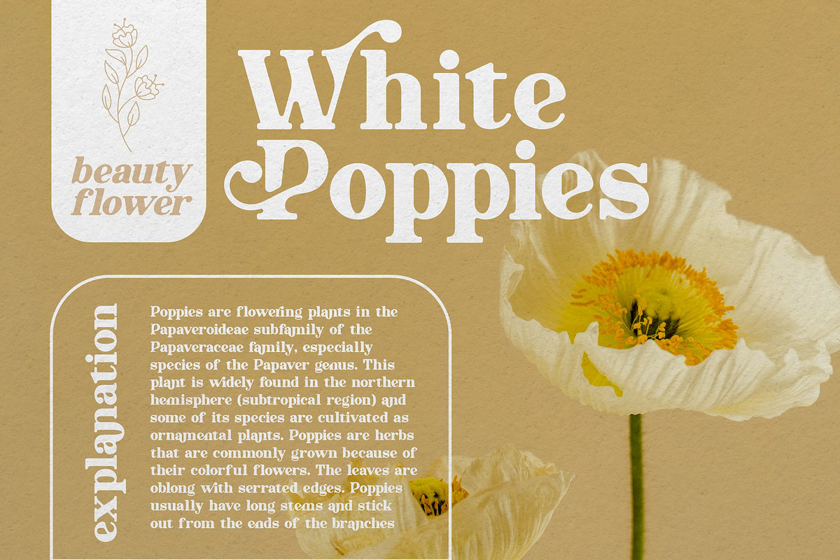 the Jagret - Soft & Bold Serif, a Serif Font by ErgibiStudio (Photo 5 of 10)