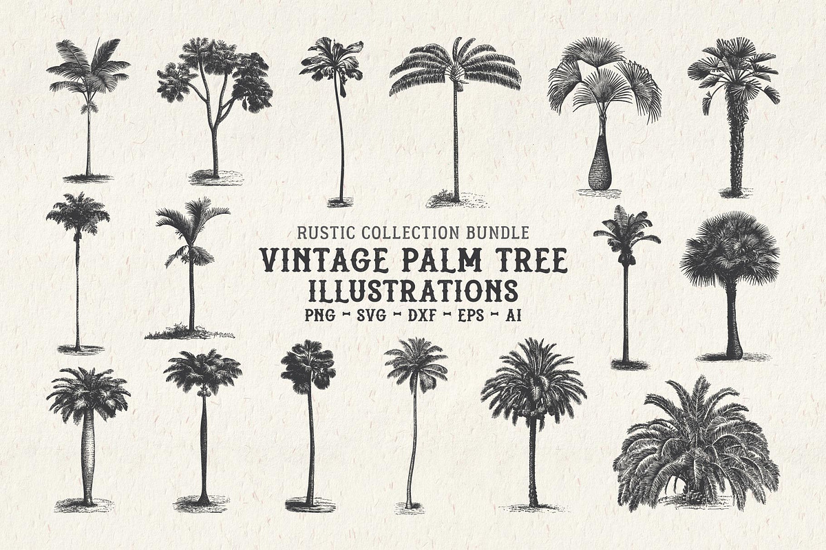 Vintage Palm Tree Vector Bundle, an Object Illustration by Seaquint (Photo 1 of 5)