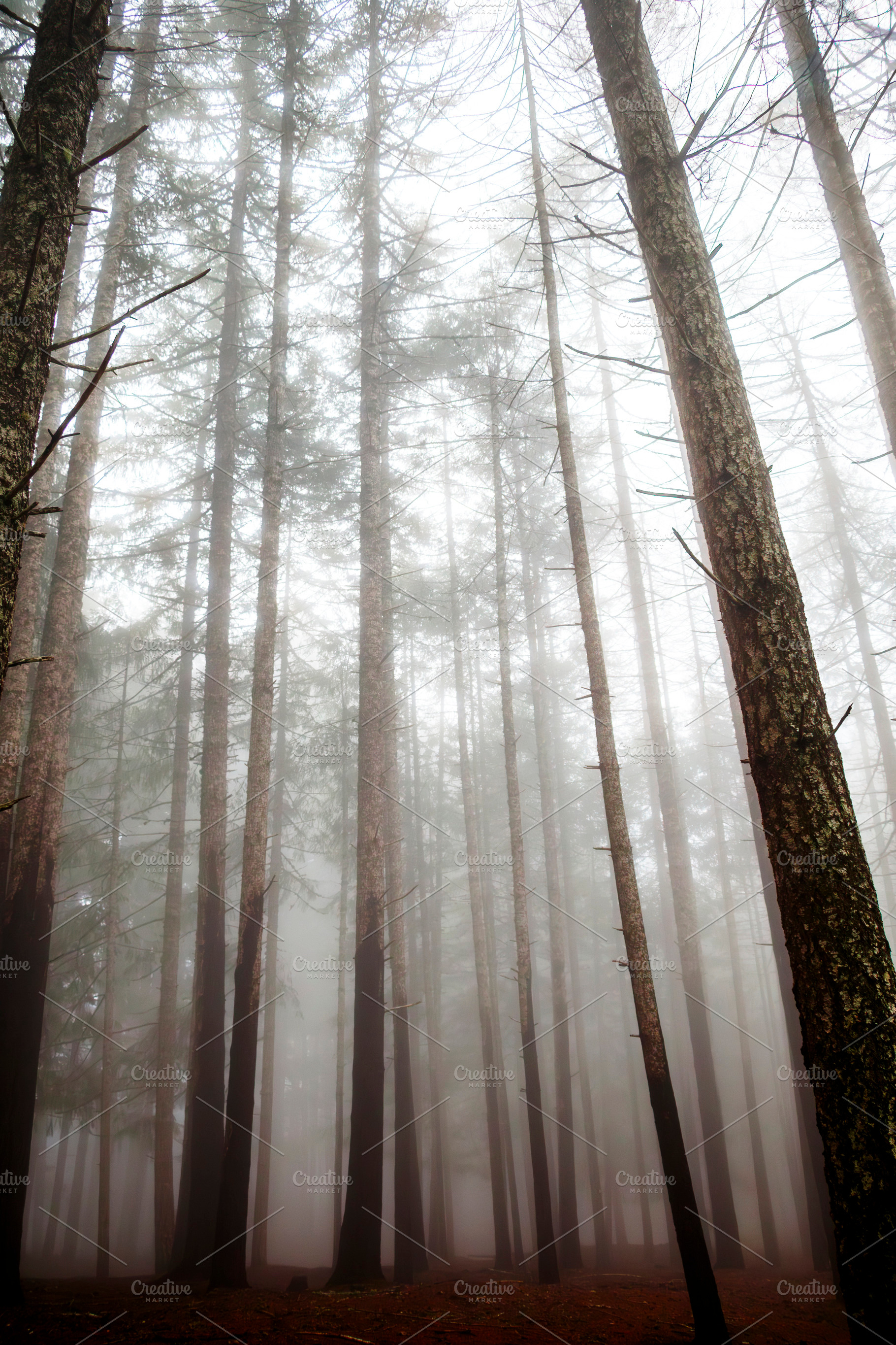 Road Into the Redwood Fog, a Nature Photo by Jillian Butolph