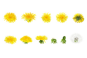 Vector Object Brushes.Dandelion.