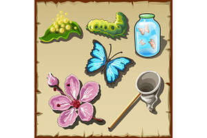 Entomologist Set, Life Of Butterfly