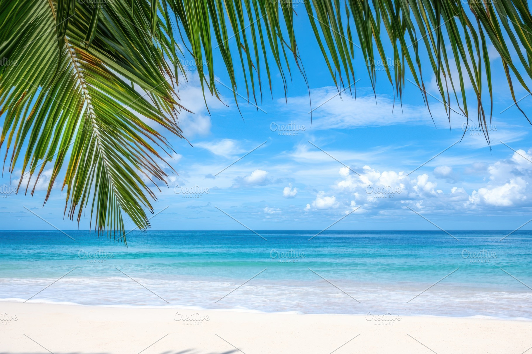 Tropical beach paradise palm leaves, a Photo by Pixeness Studio