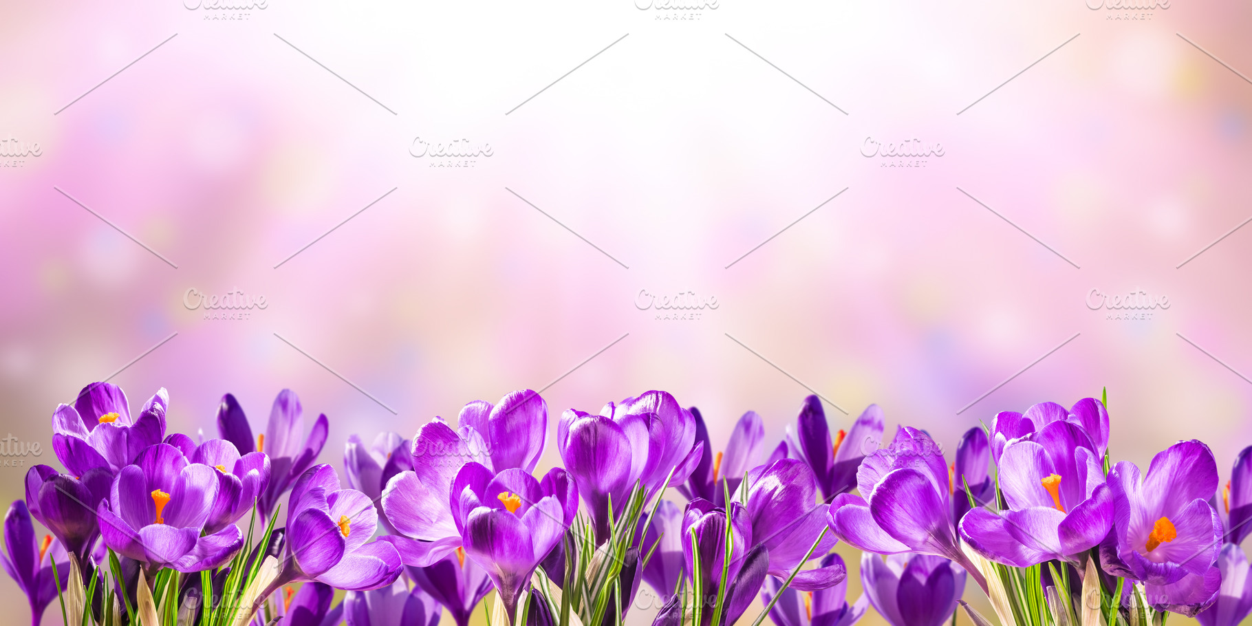 Spring background with crocus flower stock photo containing spring and floral, a Nature Photo by firewings