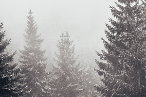 Foggy day in the forest containing tree, forest, and snow