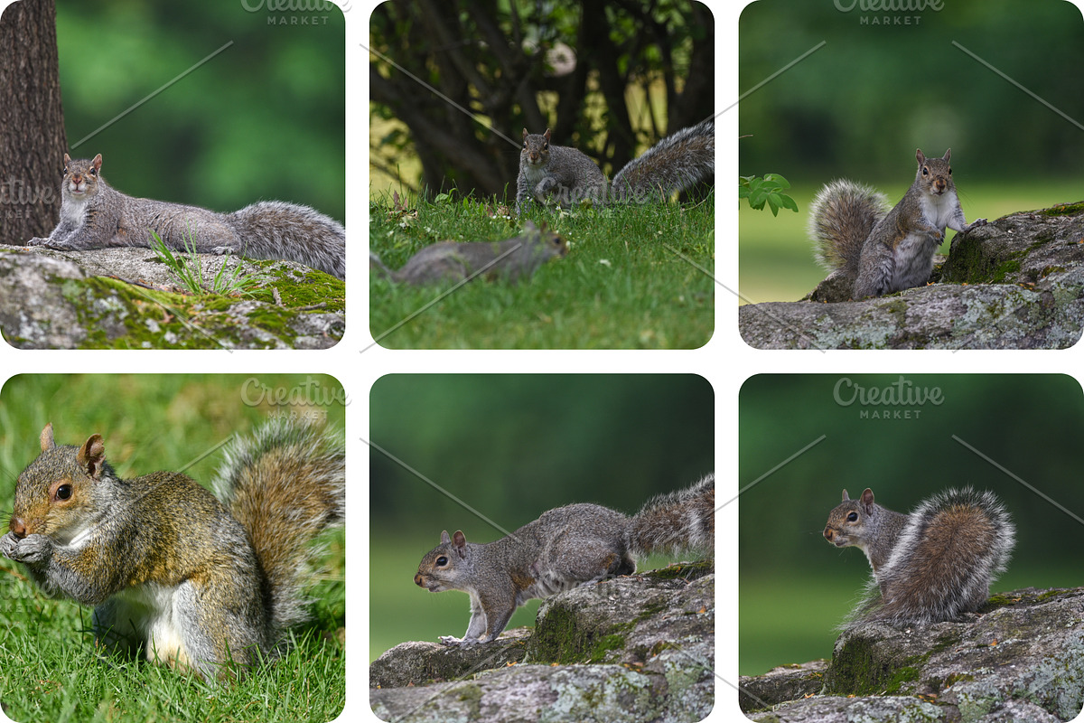 6 Image Bundle: Squirrels, an Animal Photo by Happiestscone Photography (Photo 2 of 2)