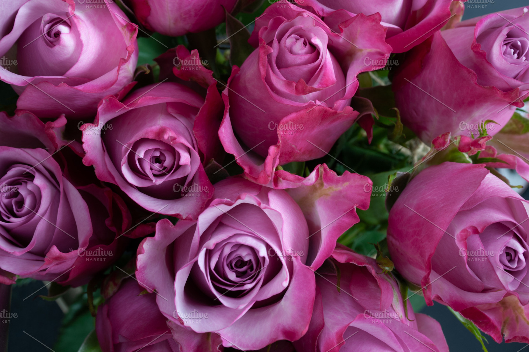 Top View Pink Roses, a Holiday Photo by BackYard Graphics Co.