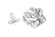 Hand Sketched Roses, an Object Graphic by VictoriaKStudio (Thumbnail 3 of 4)