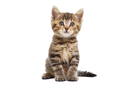 Adorable tabby kitten isolated on, an Animal Photo by Ylivdesign