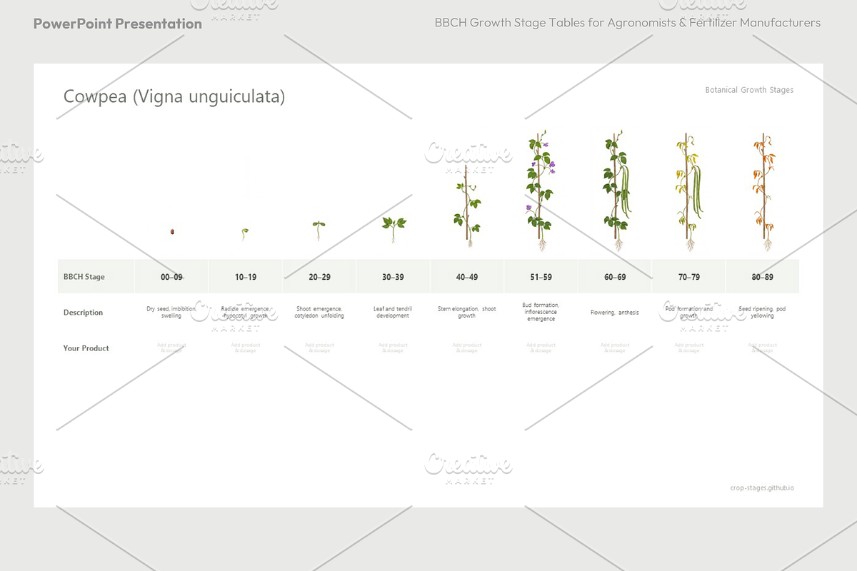 BBCH Growth Stages, Legume Crops, a Presentation Template by Ilia Design (Photo 6 of 9)