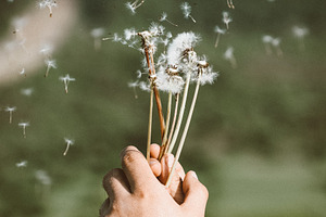 Flying dandelion stock photo containing dandelion and summer