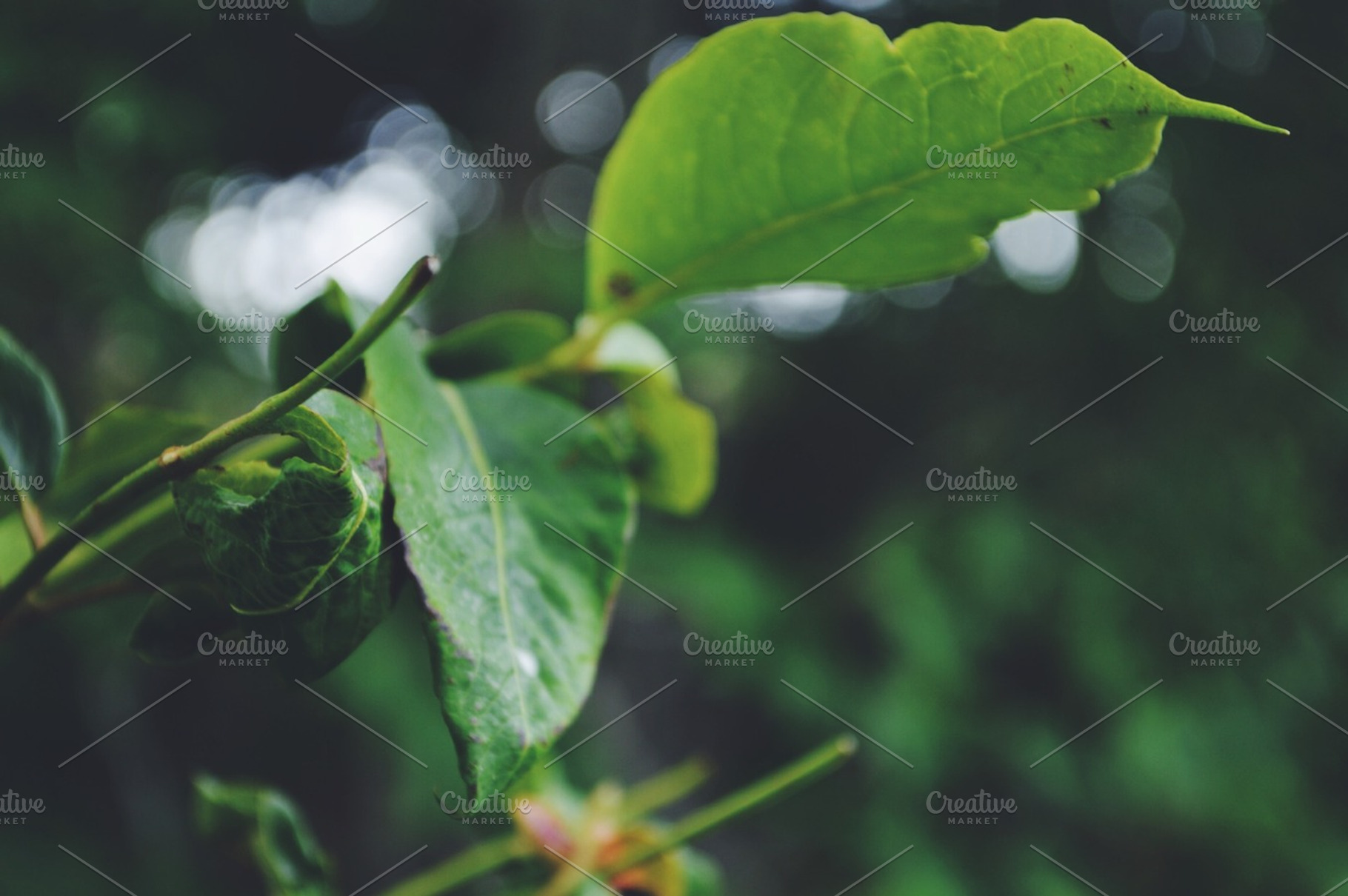 Leaves featuring nature, plant, and green