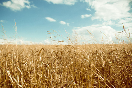 In The Field Iv Stock Picture preview 5