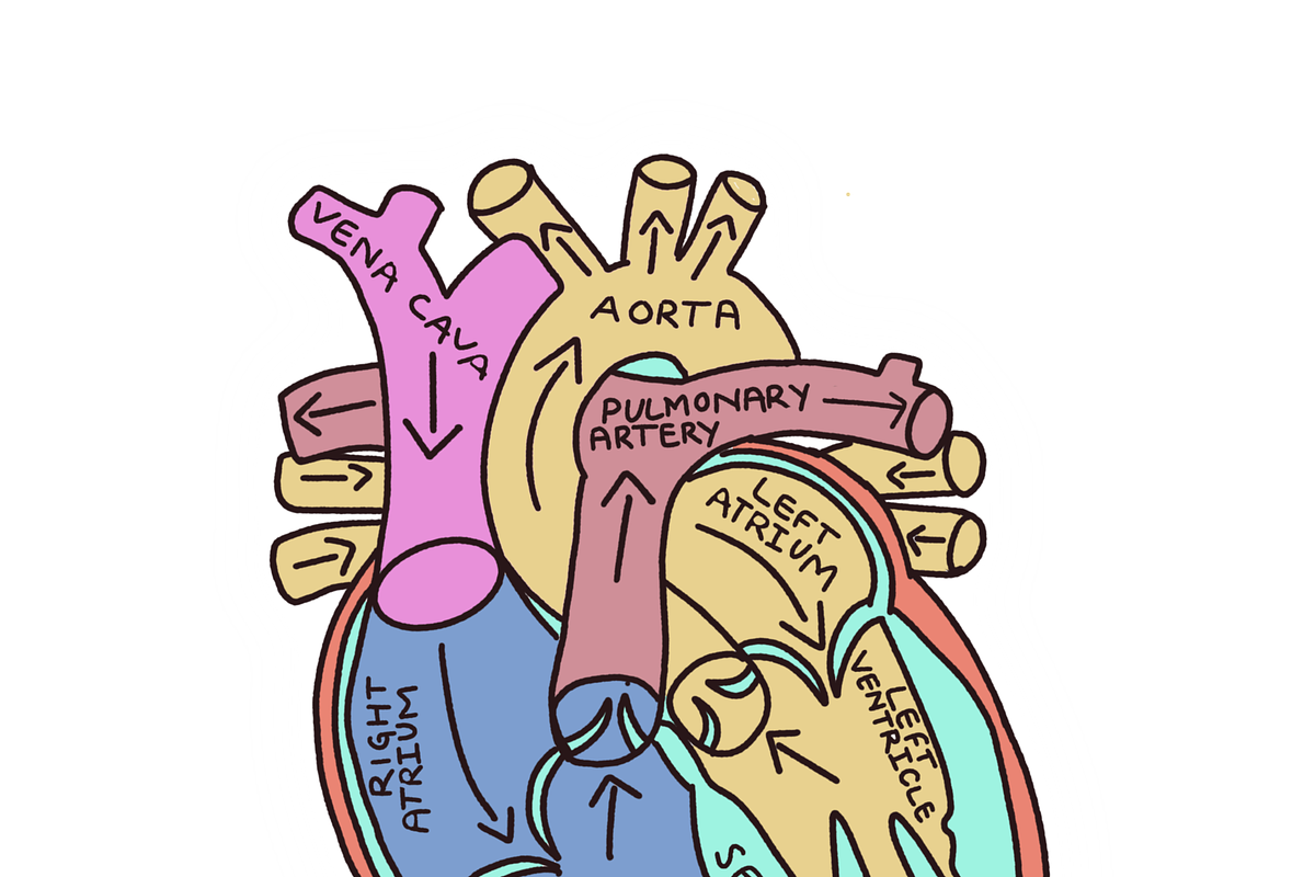 Biology & Anatomy goodnotes stickers, an Education Illustration by Noorist (Photo 13 of 32)