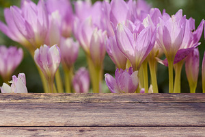 Purple flowers growing behind a wooden table made of rough-hewn, a Background Photo by ndanko