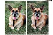World of Pets Dogs Lightroom Presets, a Preset Add-On by HappyNews (Thumbnail 4 of 7)