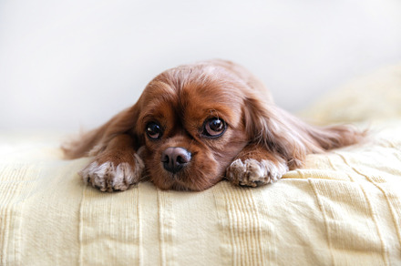 Cute dog, cavalier spaniel resting on yellow blanket