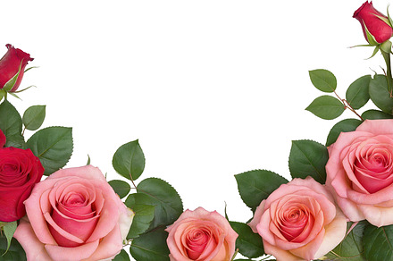rose flowers transparent background