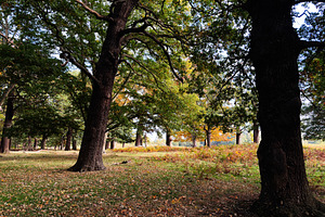 Autumn park in London with large trees and colorful leaves creating a peaceful, a Nature Photo by AS photostudio