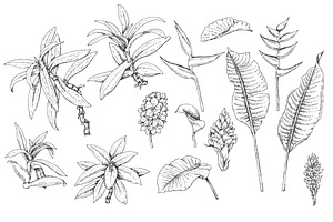 Tropical Plants Sketch