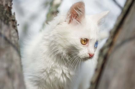 White Cat With Blue Eyes Sitting on, an Animal Photo by AlexBush