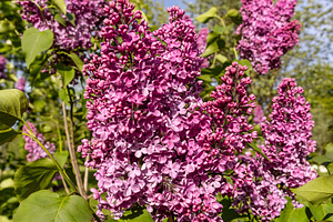 Beautiful blooming lilac bushes , spring park with blooming lilac flowers in th, a Photo by rsoollAI