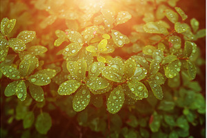 Leaves of a blueberry, a Nature Photo by Nature and travel