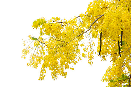 Beautiful Yellow Flowers Tree.