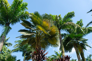 Palm trees under the blue sky in Singapore Singapore, a Nature Photo by GoodGoods