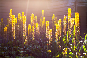 Vibrant yellow flower spikes Foxtail, a Nature Photo by Pakosta