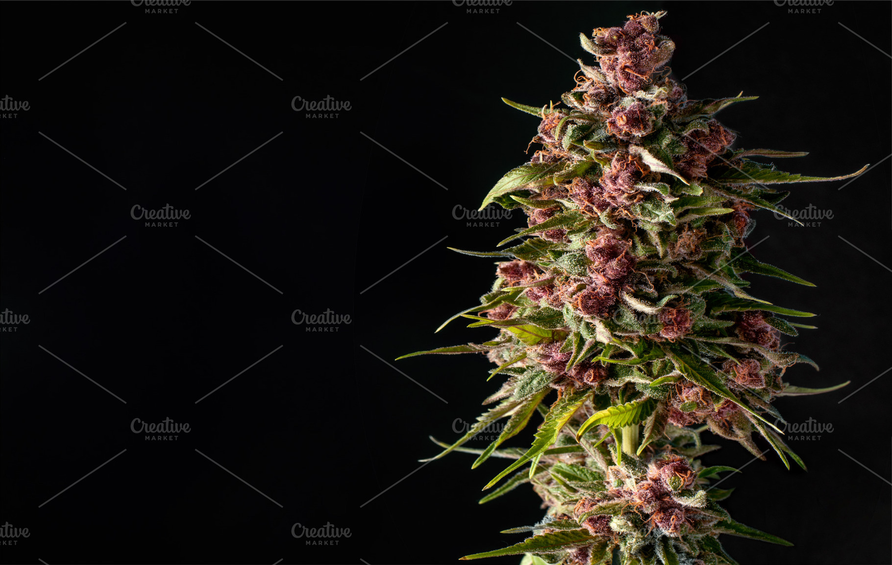 Closeup bud marijuana featuring bud, trichomes, and flowering, a Nature Photo by Claudio Valdés